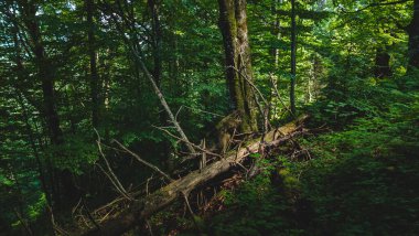 Ormandaki yeşil ağaç