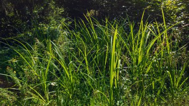 güneşli bir günde çimen.