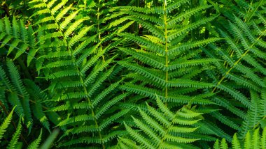 eğreltiotu yaprağı arka plan, doğa yeşil yaprak