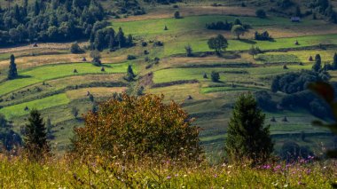 Güzel yeşil bir çayır ve dağlardaki ağaçların dikey görüntüsü.