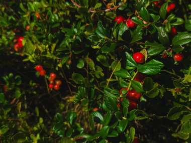 Ağaçtaki kırmızı meyveler