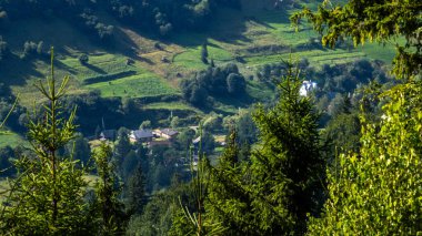 Dağlık bir ormanda güzel bir manzara