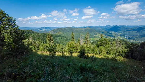 Dağ manzarası Karpatlar ve çiçekler