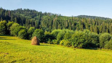 Çayırdaki yeşil çimenler