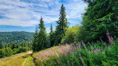 Yeşil orman ve ağaçlarla dolu güzel bir yaz manzarası