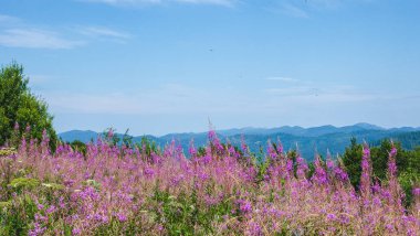 Tarladaki güzel çiçekler