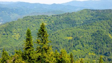 Yazın güzel dağ ormanları