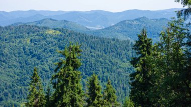 Ormanın güzel manzarası