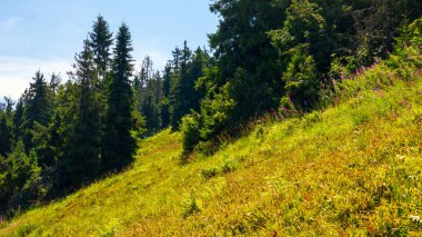 Yeşil çimleri ve ormanları olan güzel dağ manzarası