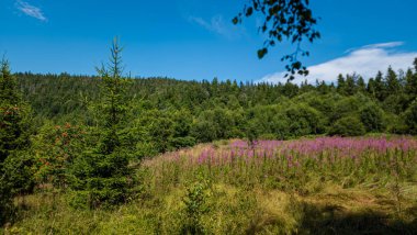 Çiçek tarlası ve mavi gökyüzü olan güzel bir manzara.