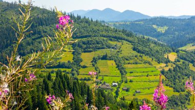 Ukrayna Karpatları 'nda yaz manzarası.
