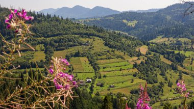 Yaz aylarında Karpat Dağları