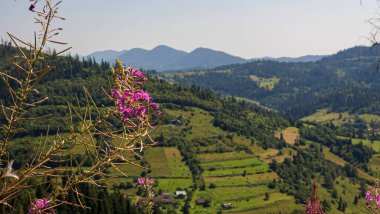 Karpatlar, Ukrayna, yaz, güneşli gün, dağ manzarası. Güzel doğa, yeşil çimen ve mavi gökyüzü