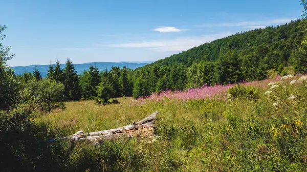 Karpat Dağları 'nın güzel manzarası. ukraine