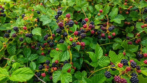 Yeşil yapraklı bir çalılıkta siyah meyveler.