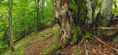 Dağlarda yosunları ve ağaçları olan güzel yeşil orman.