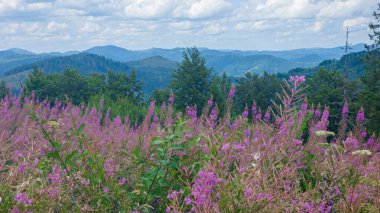 Dağlarda bir ağacı olan güzel bir manzara.