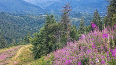 Karpat dağlarında güzel çiçekler