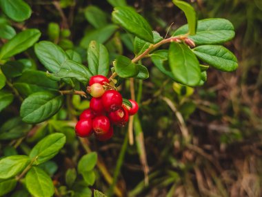 Yeşil arka planda kırmızı viburnum çalı meyveleri