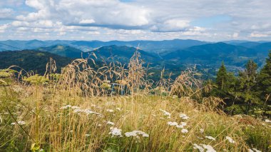 Dağ manzarası, Karpat Dağları. Yazın güzel dağ sıraları
