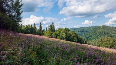 Dağda çiçekli bir çayırın yaz manzarası