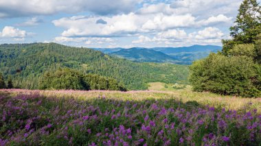 Karpatlar 'da çiçek tarlası olan güzel yaz manzarası, Ukrayna.