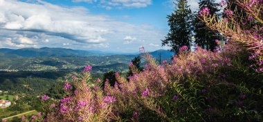 Çiçekleri ve dağları olan güzel bir manzara.