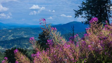 Dağlarda güzel çiçekler