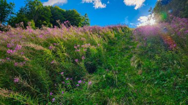 Çiçek tarlası ve mavi gökyüzü olan yaz manzarası