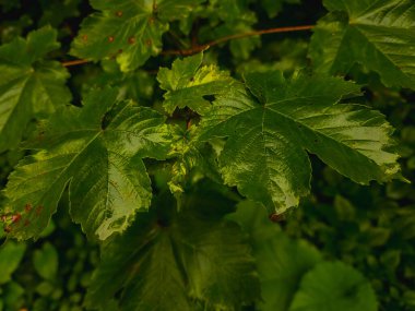 Su damlalı yeşil yaprak