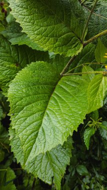 Ağaçtaki yeşil yapraklar