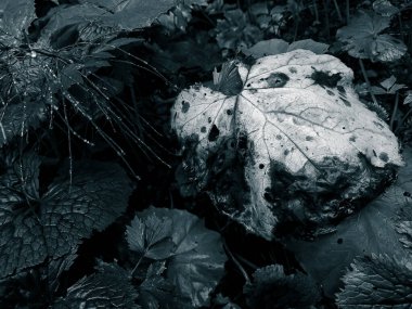 siyah ve beyaz arkaplan