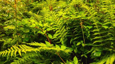 Güzel yeşil orman sabah