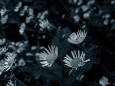 black and white photo of a beautiful flower in the garden