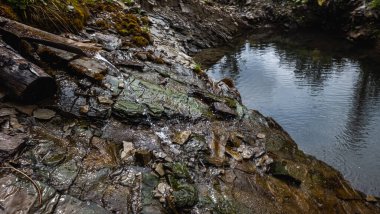 Ormanda güzel bir şelale