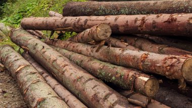 İnşaat için odun yığını..