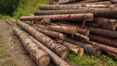 Bir yığın kütük yığını