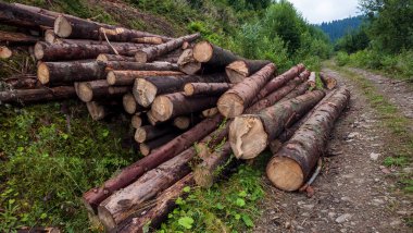 Ormandaki kütükler