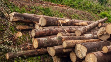 Ormanda bir odun yığını