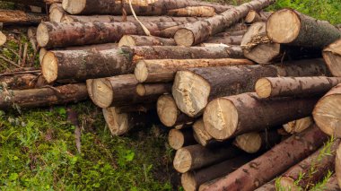 Ormanda istiflenmiş odun kütükleri