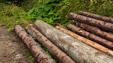 ormana odun yığını