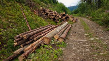 Ormanda bir kütüğün ahşap kütüğü.