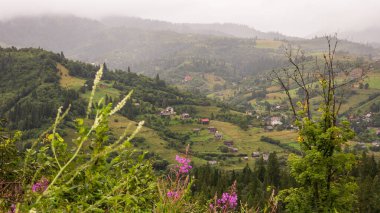 Yeşil çimenler ve ormanlarla kaplı dağ manzarası