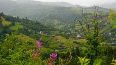 Dağların güzel manzarası ve yeşil çimenler