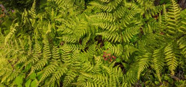 Ormanda yeşil yapraklar, doğal bitki örtüsü.