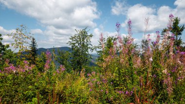 Dağlarda güzel çiçekler. Karpatlar