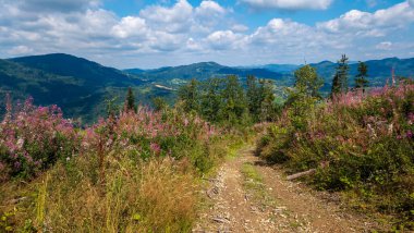 Karpat Ormanı 'nın güzel manzarası.