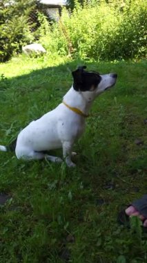 Jack Russell Terrier bahçede