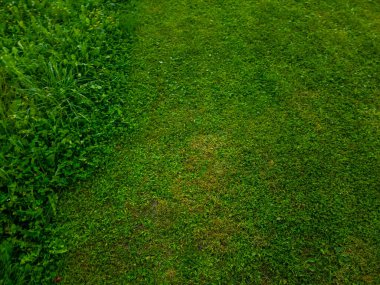 Yeşil çimenlerin arkaplan dokusu