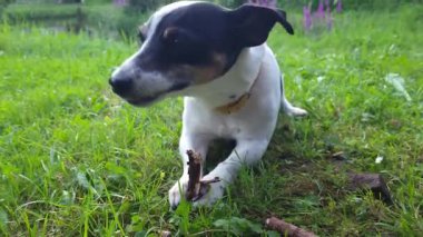 Jack Russell Terrier köpeği parkta yürüyor.